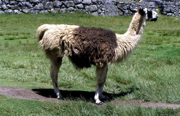 Peru